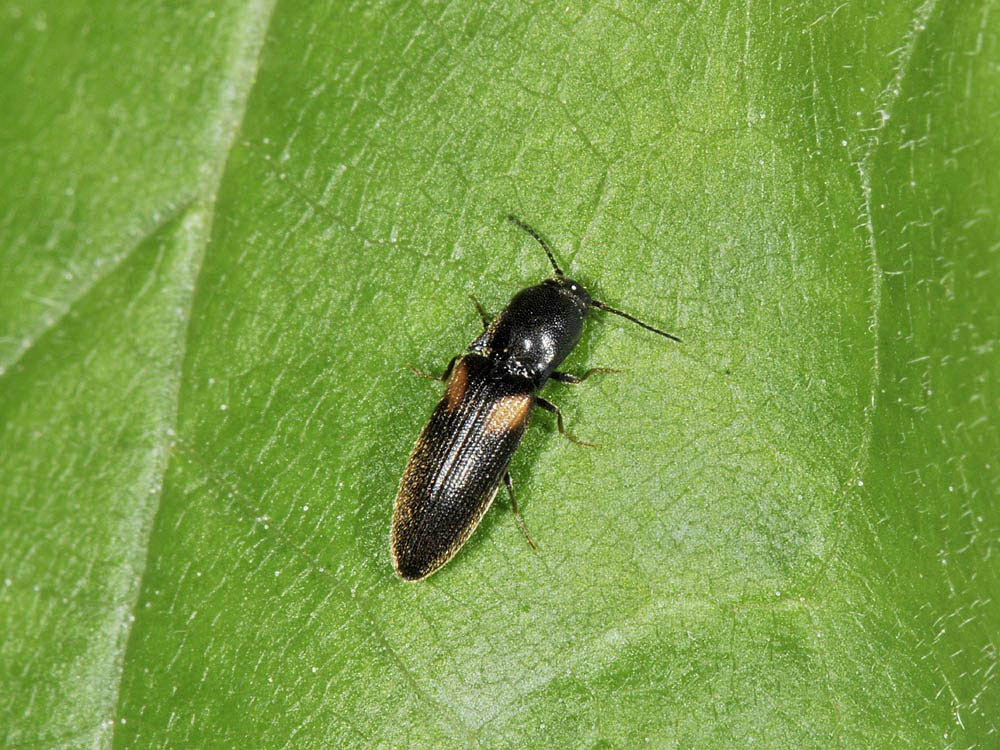 Elateridae n 5 - Idolus picipennis